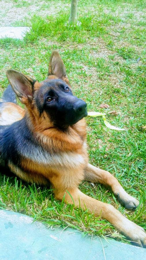 Han sido muchas las fotografías que han capturado momentos divertidos, entrañables, espectaculares y curiosos de nuestros animales. Salvajes o domésticos, han estado en el punto de mira de muchos aficionados a la fotografía y amantes de los animales. Ellos que han querido compartir esos momentos en las redes sociales, y optar al calendario de SOS Animales Campanario. Aquí están aquellas fotos que han sido colgadas en la página 'Los Cigüeños' con el hastag #calendarioanimales.