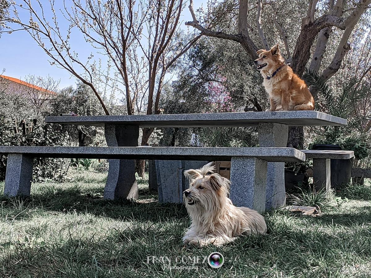 Han sido muchas las fotografías que han capturado momentos divertidos, entrañables, espectaculares y curiosos de nuestros animales. Salvajes o domésticos, han estado en el punto de mira de muchos aficionados a la fotografía y amantes de los animales. Ellos que han querido compartir esos momentos en las redes sociales, y optar al calendario de SOS Animales Campanario. Aquí están aquellas fotos que han sido colgadas en la página 'Los Cigüeños' con el hastag #calendarioanimales.