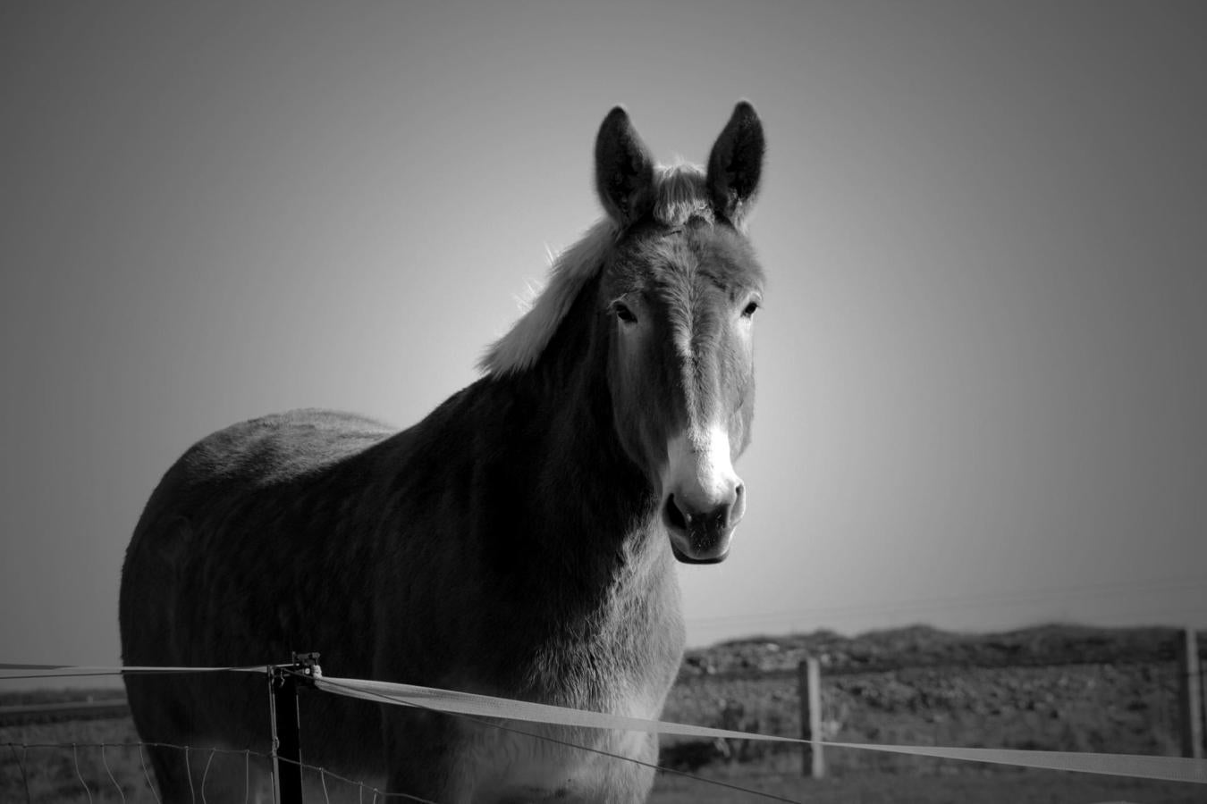 Han sido muchas las fotografías que han capturado momentos divertidos, entrañables, espectaculares y curiosos de nuestros animales. Salvajes o domésticos, han estado en el punto de mira de muchos aficionados a la fotografía y amantes de los animales. Ellos que han querido compartir esos momentos en las redes sociales, y optar al calendario de SOS Animales Campanario. Aquí están aquellas fotos que han sido colgadas en la página 'Los Cigüeños' con el hastag #calendarioanimales.