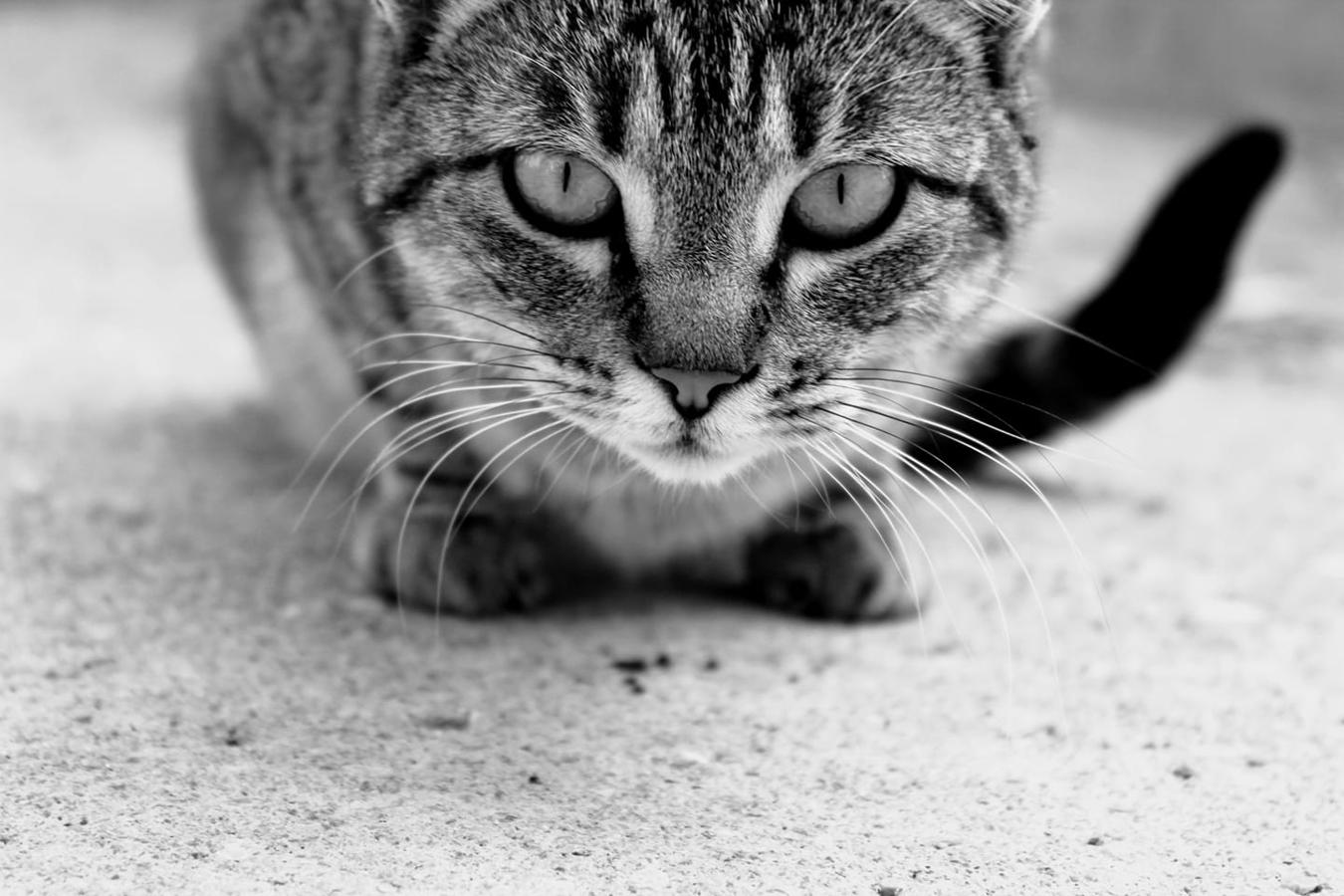 Han sido muchas las fotografías que han capturado momentos divertidos, entrañables, espectaculares y curiosos de nuestros animales. Salvajes o domésticos, han estado en el punto de mira de muchos aficionados a la fotografía y amantes de los animales. Ellos que han querido compartir esos momentos en las redes sociales, y optar al calendario de SOS Animales Campanario. Aquí están aquellas fotos que han sido colgadas en la página 'Los Cigüeños' con el hastag #calendarioanimales.