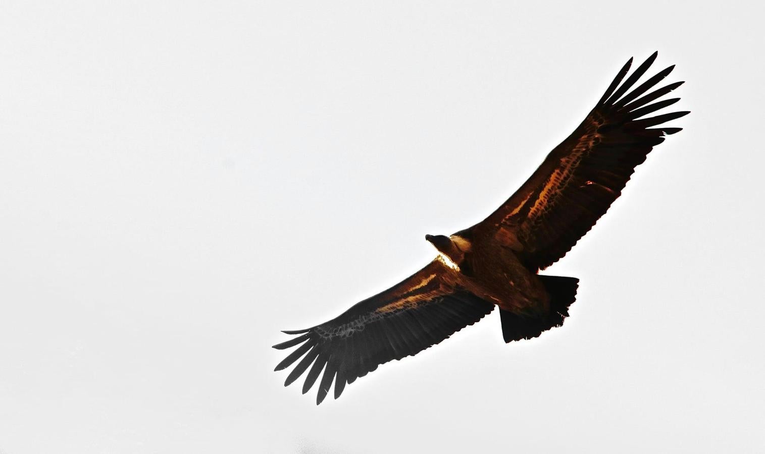 Han sido muchas las fotografías que han capturado momentos divertidos, entrañables, espectaculares y curiosos de nuestros animales. Salvajes o domésticos, han estado en el punto de mira de muchos aficionados a la fotografía y amantes de los animales. Ellos que han querido compartir esos momentos en las redes sociales, y optar al calendario de SOS Animales Campanario. Aquí están aquellas fotos que han sido colgadas en la página 'Los Cigüeños' con el hastag #calendarioanimales.