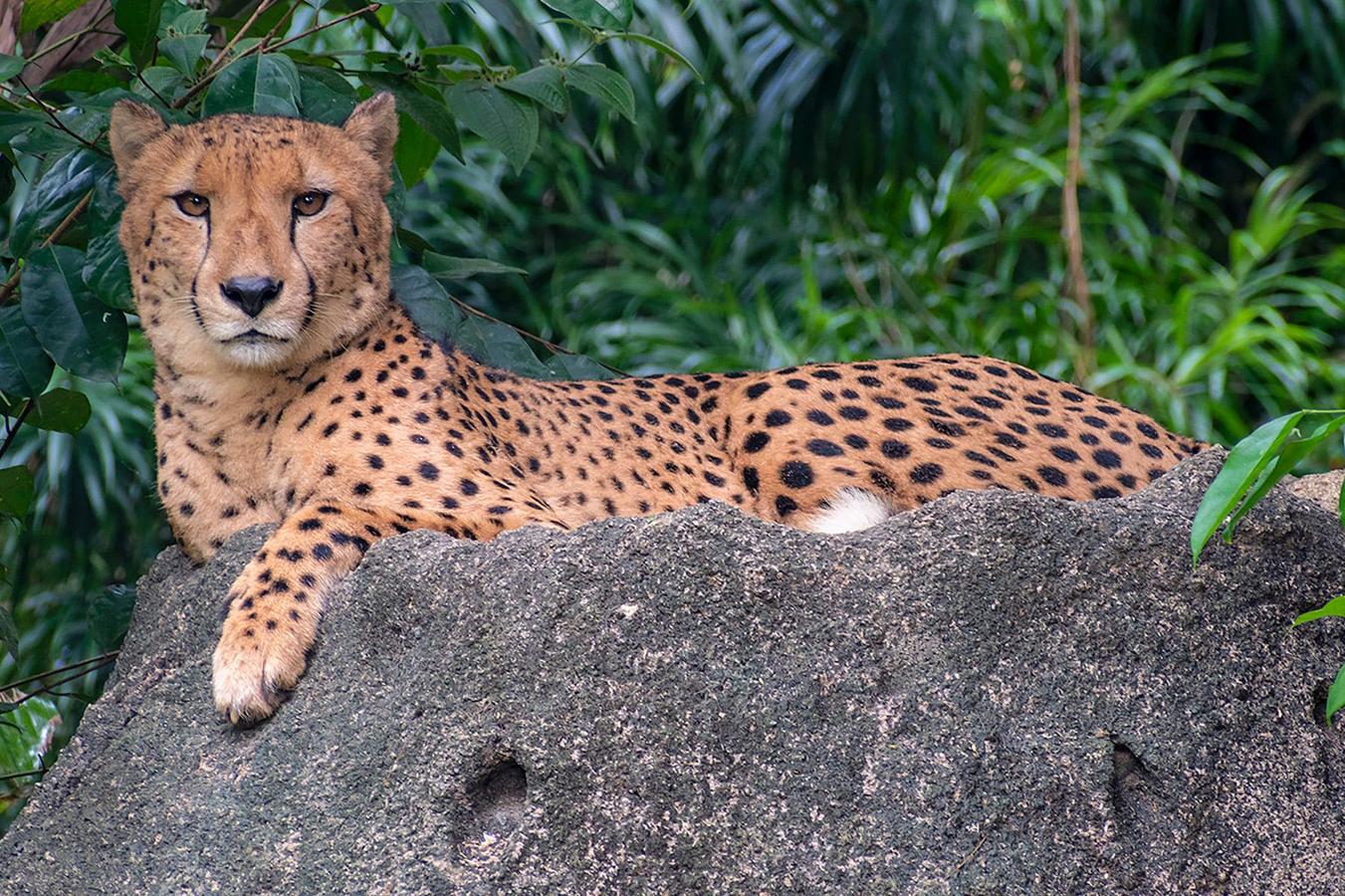 Han sido muchas las fotografías que han capturado momentos divertidos, entrañables, espectaculares y curiosos de nuestros animales. Salvajes o domésticos, han estado en el punto de mira de muchos aficionados a la fotografía y amantes de los animales. Ellos que han querido compartir esos momentos en las redes sociales, y optar al calendario de SOS Animales Campanario. Aquí están aquellas fotos que han sido colgadas en la página 'Los Cigüeños' con el hastag #calendarioanimales.