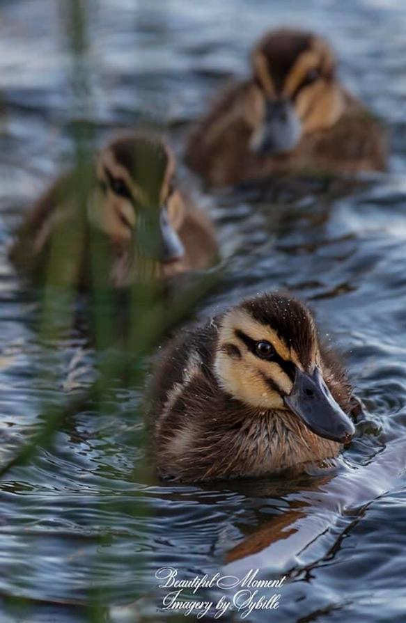 Han sido muchas las fotografías que han capturado momentos divertidos, entrañables, espectaculares y curiosos de nuestros animales. Salvajes o domésticos, han estado en el punto de mira de muchos aficionados a la fotografía y amantes de los animales. Ellos que han querido compartir esos momentos en las redes sociales, y optar al calendario de SOS Animales Campanario. Aquí están aquellas fotos que han sido colgadas en la página 'Los Cigüeños' con el hastag #calendarioanimales.