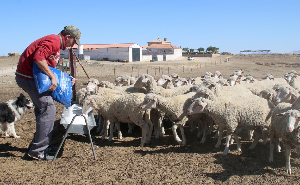 Manuel echa un poco de sal a las ovejas. 