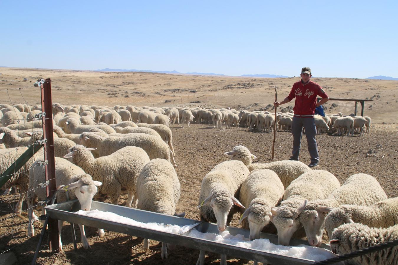 En los últimos años ha aumentado el número de jóvenes dedicados al pastoreo en La Serena, garantizando así el futuro del sector. Un oficio que, mayoritariamente, se elige por vocación y tradición familiar. Ejemplos no faltan en Campanario.