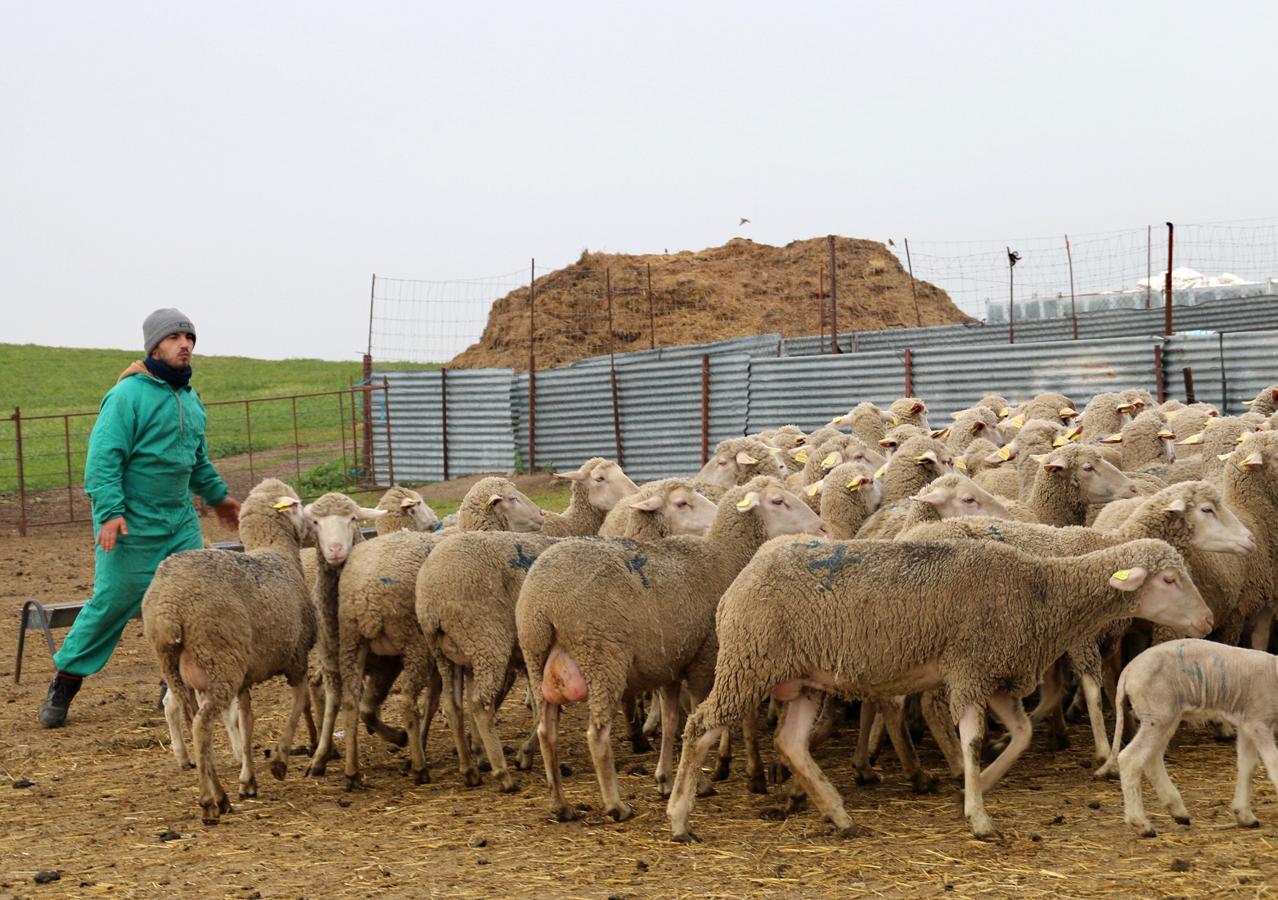 En los últimos años ha aumentado el número de jóvenes dedicados al pastoreo en La Serena, garantizando así el futuro del sector. Un oficio que, mayoritariamente, se elige por vocación y tradición familiar. Ejemplos no faltan en Campanario.