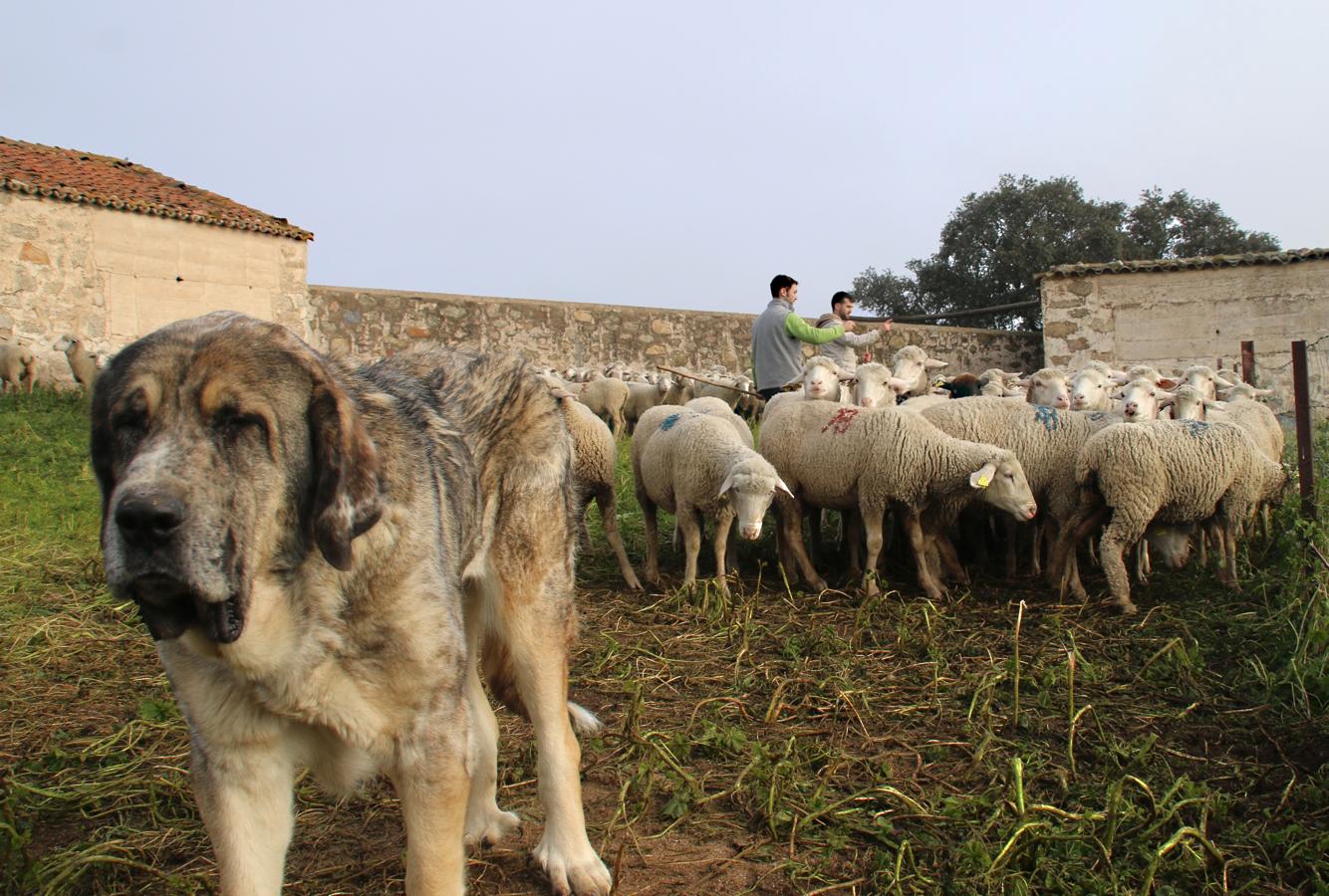 En los últimos años ha aumentado el número de jóvenes dedicados al pastoreo en La Serena, garantizando así el futuro del sector. Un oficio que, mayoritariamente, se elige por vocación y tradición familiar. Ejemplos no faltan en Campanario.