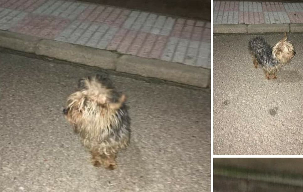 Aspecto de Kiko cuando fue encontrado en la calle. 