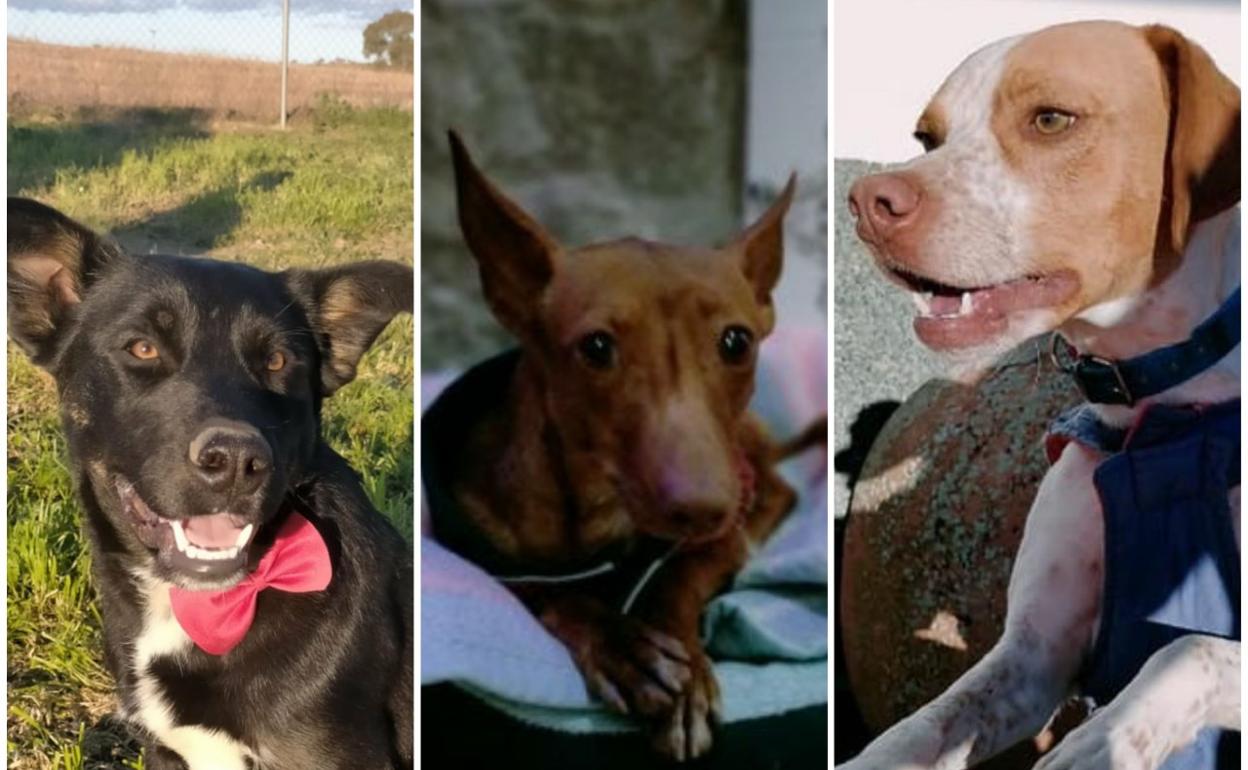 Tres de los perros que buscan un hogar. 