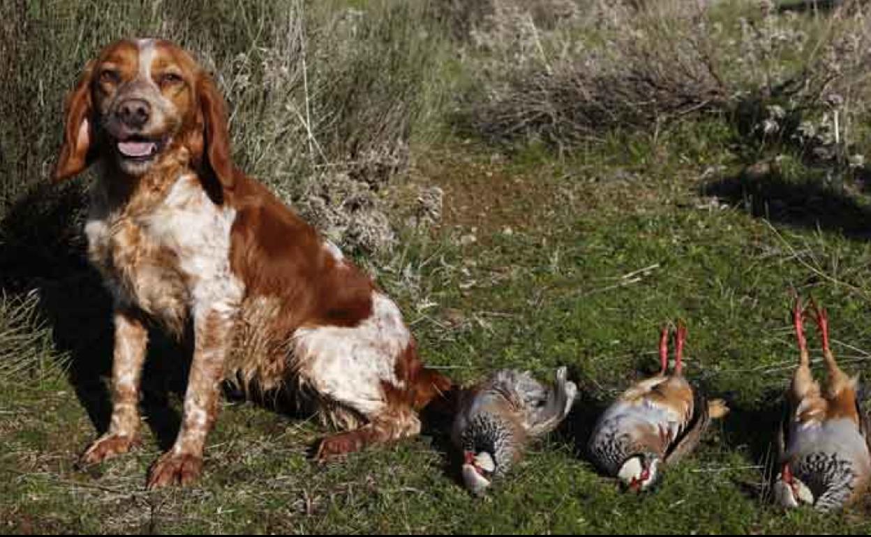 El campeonato de caza con perros de muestra se llevará a cabo en Campanario el 14 de agosto