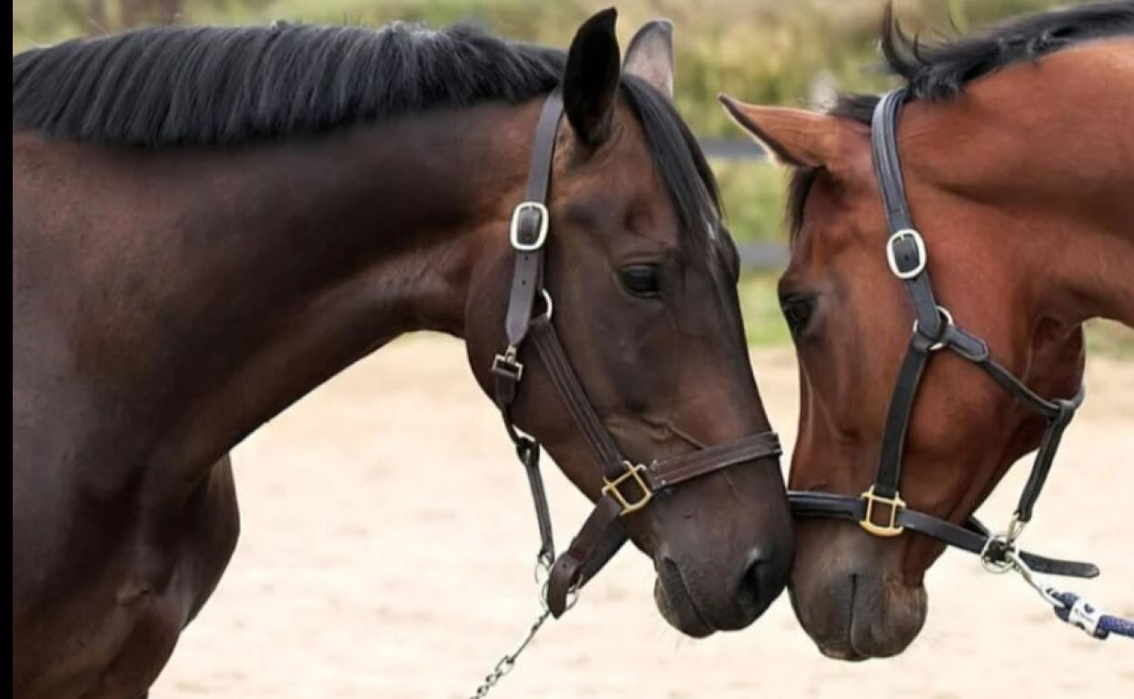 Enganche de caballos. 