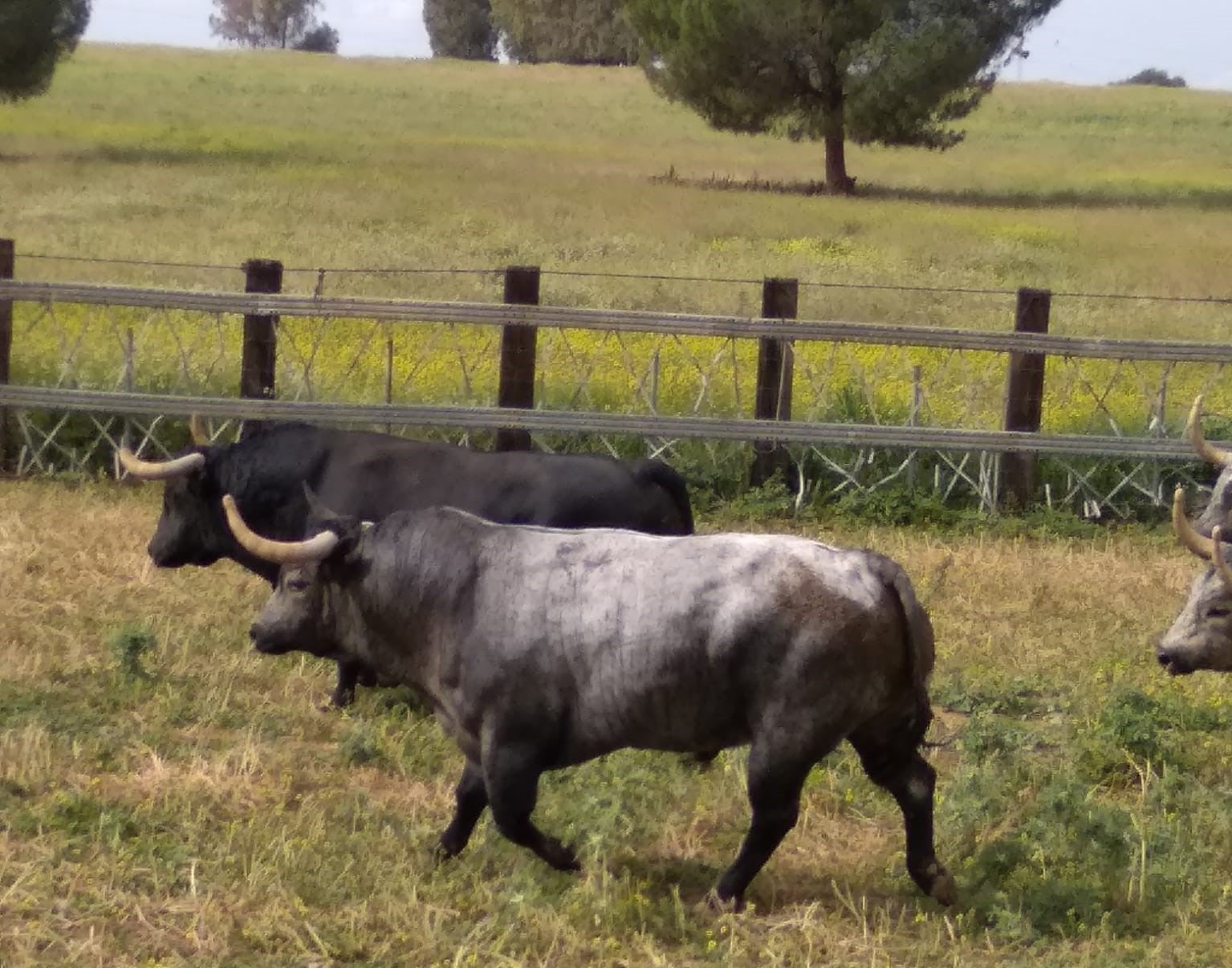 Toros de la ganadería Partido de Resina. 