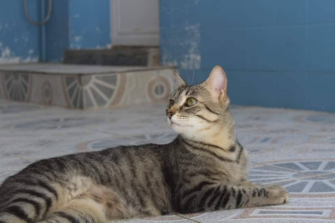 La gatita 'Roma' es uno de los animales que actualmente tienen acogidos y buscan un hogar