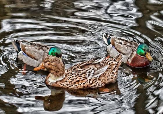 El calendario está protagonizado por las 12 imágenes ganadoras del concurso SOS Animales Campanario