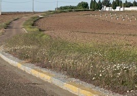 Una de las imágenes del camino del cementerio aportadas por PSOE Campanario.