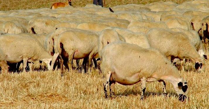 Los ganaderos participaron en la subasta de rastrojeras de la campaña 2024