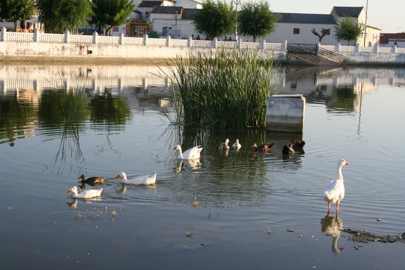 Patos en la la Laguna de Campanario a media tarde. 