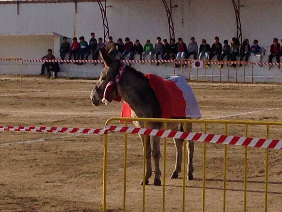 El burro 'Chicharrito' en el campo de fútbol viejo, el sábado. 