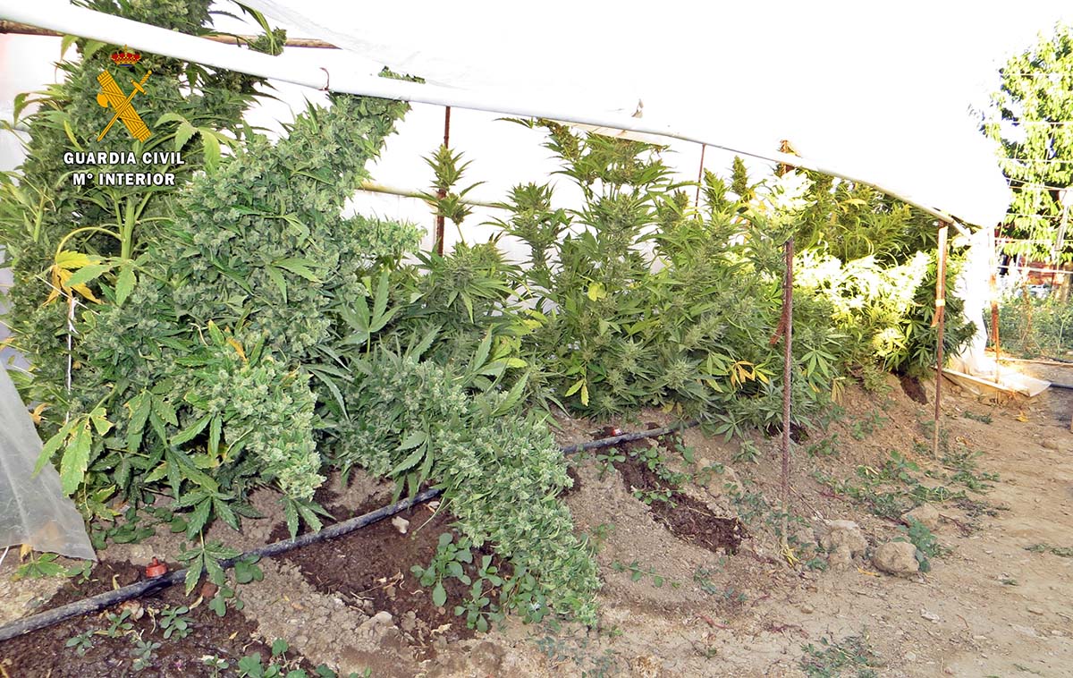 La Guardia Civil desmantela en una finca de La Coronada un punto de cultivo y venta de marihuana