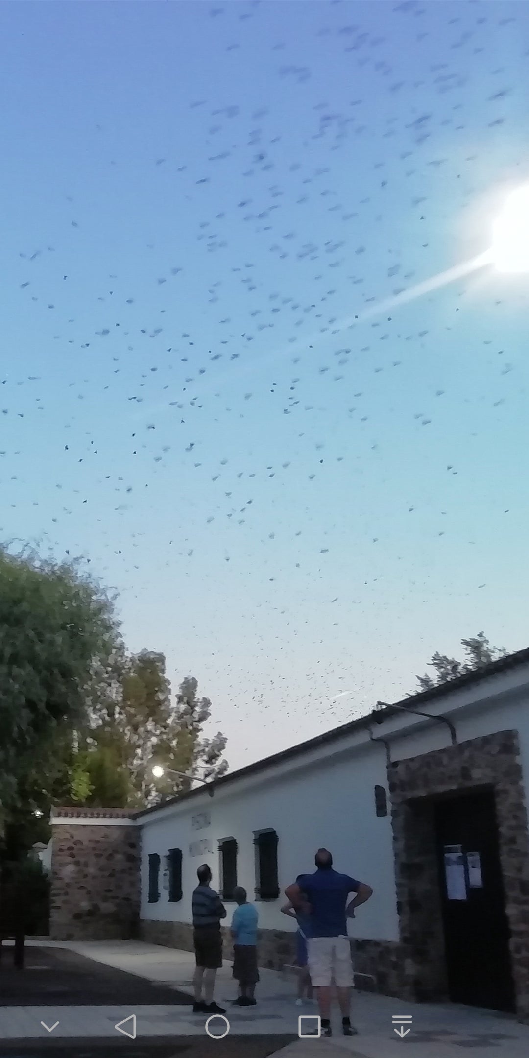 Estorninos en el momento previo a la dormida, se trasladan a la piscina municipal y alrededores. 