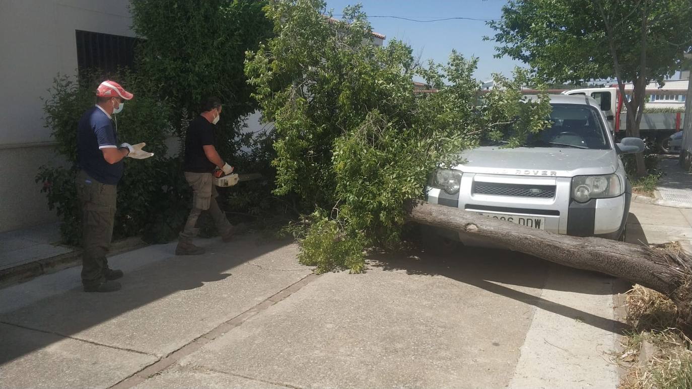 Un árbol que impacta en medio de una calle y un incendio de pastos, incidentes de la jornada de hoy