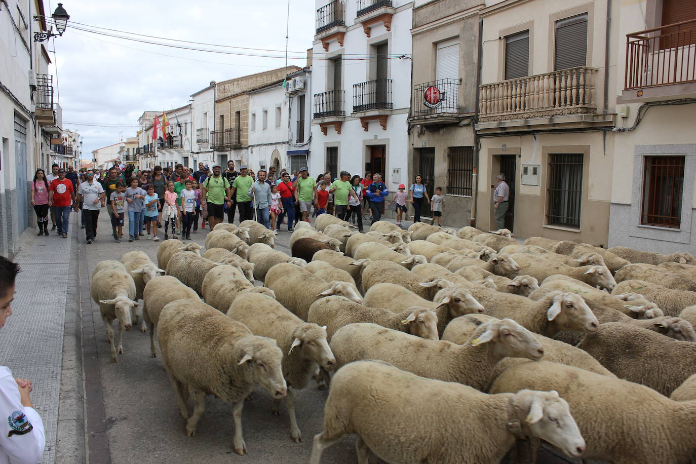 Llegada del rebaño de ovejas a la localidad junto a integrantes de la ruta senderista en octubre de 2019. 