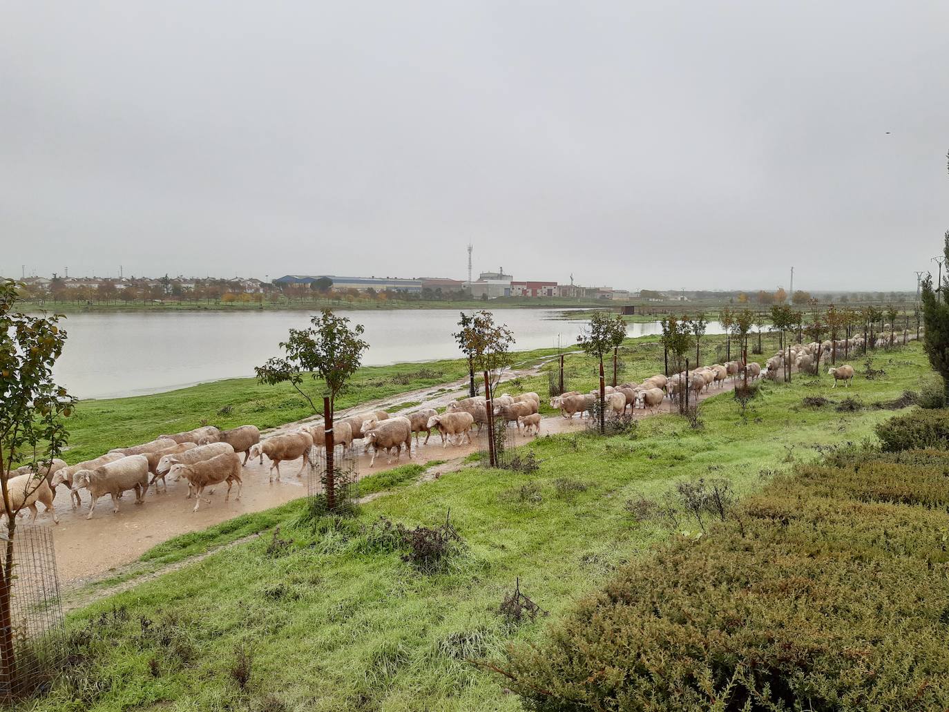 Imagen principal - Las intensas lluvias de los últimos días cambian la estampa en La Charca