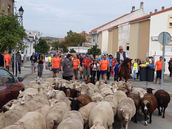 Un millar de personas vuelven a realizar la tradicional ruta trashumante en Casar de Cáceres
