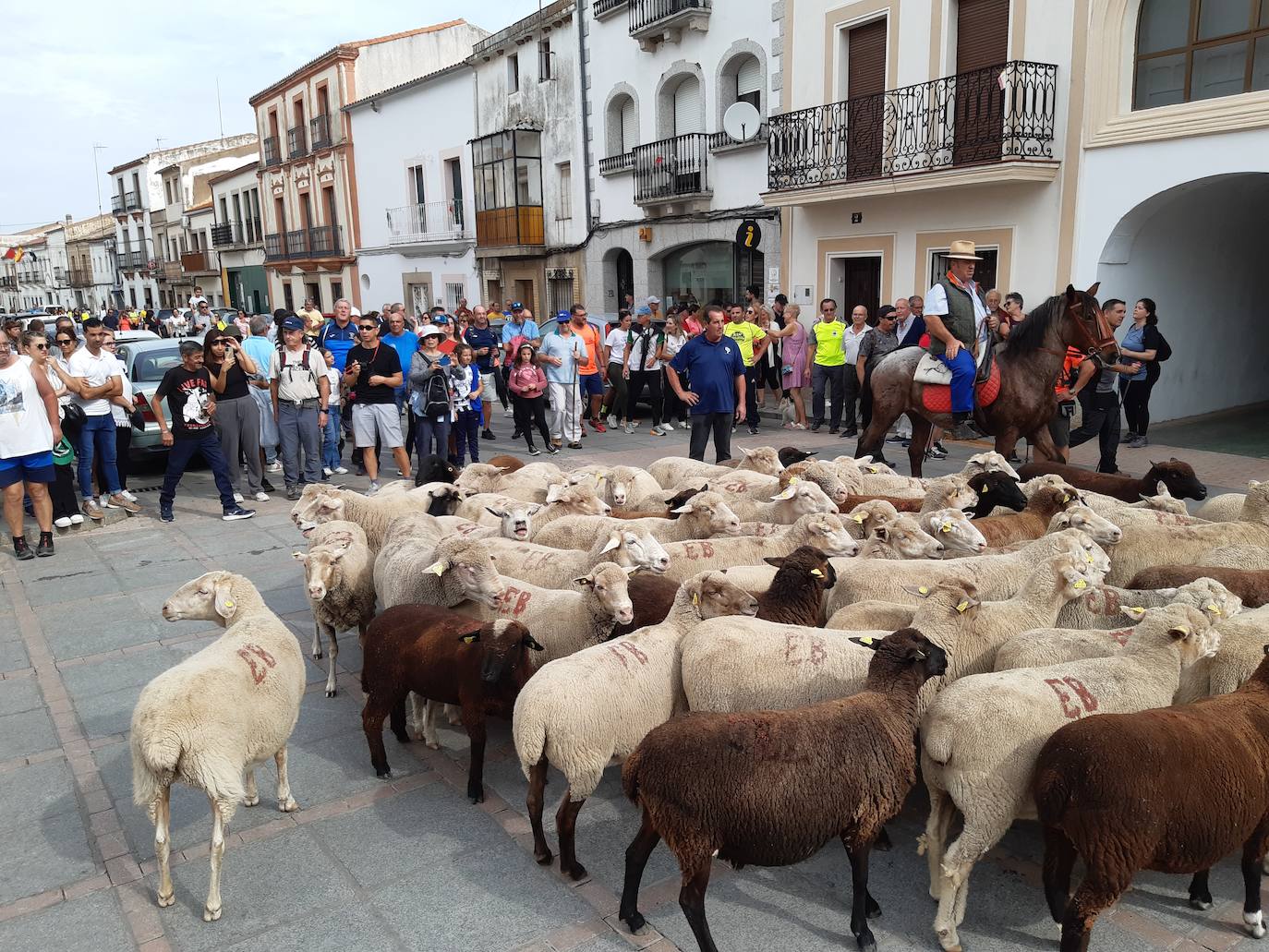 El queso úne en Casar de Cáceres a miles de personas