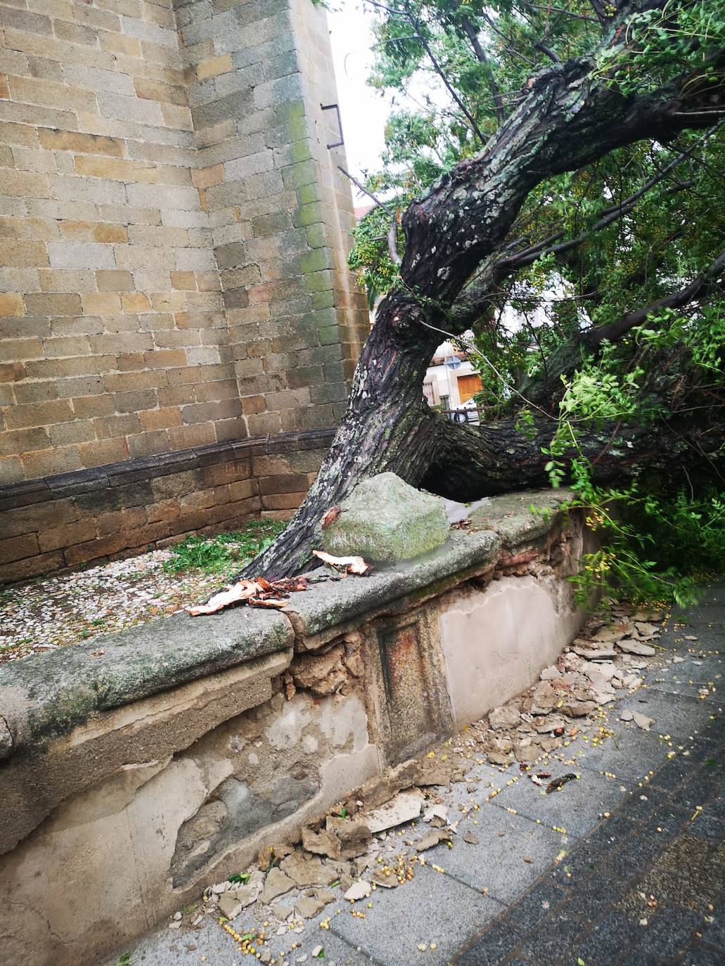 Imagen secundaria 2 - Las fuertes rachas de viento arrancan cinco árboles de grandes dimensiones en distintas zona del municipio