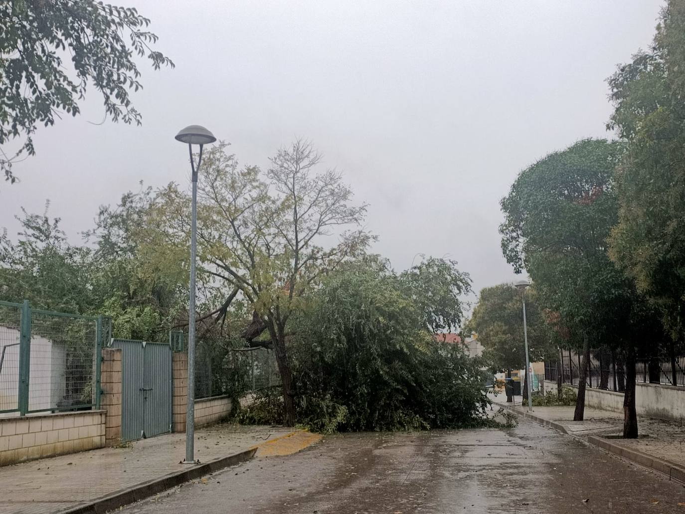 Imagen secundaria 1 - Las fuertes rachas de viento arrancan cinco árboles de grandes dimensiones en distintas zona del municipio
