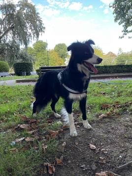 Yuca, la border collie de tres años que murió envenenada el pasado 30 de octubre.
