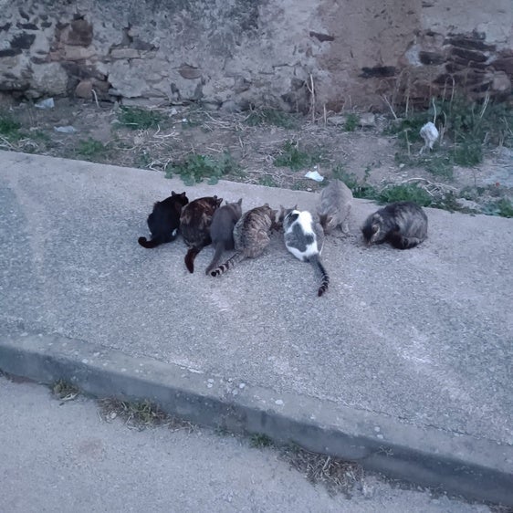 El Ayuntamiento seguirá alimentando a los gatos pertenecientes a las cuatro colonias reconocidas en la localidad