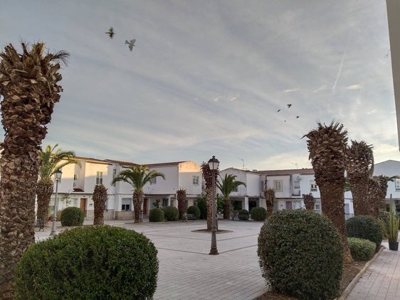 Casar de Cáceres pierde en menos de un lustro un cuarto de su gran población de palmeras