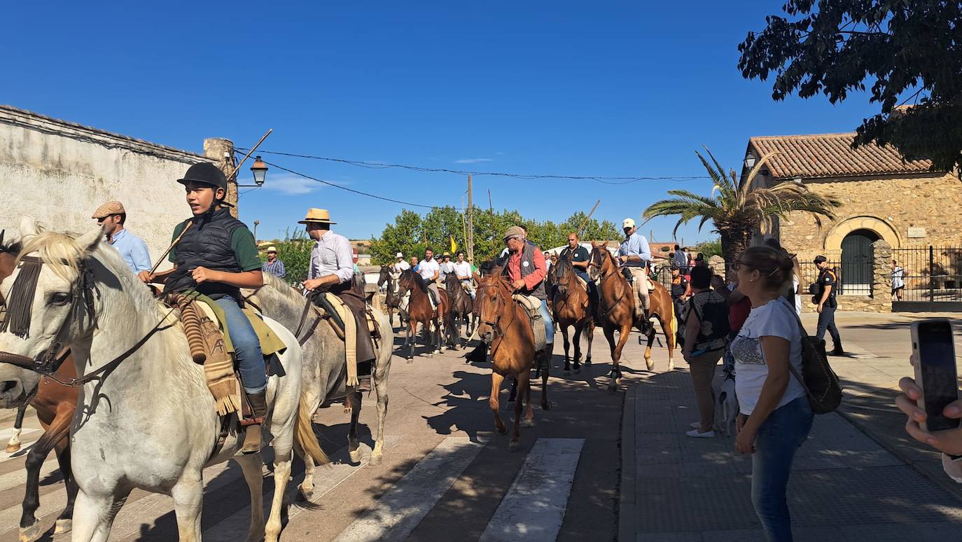 Imagen secundaria 1 - Casar de Cáceres acoge por primera vez un encierro de bueyes mansos