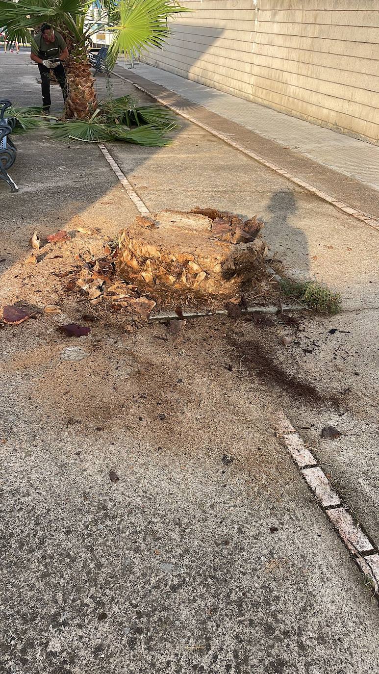 Imagen secundaria 2 - El Ayuntamiento retirará 110 palmeras canarias afectadas por el picudo rojo