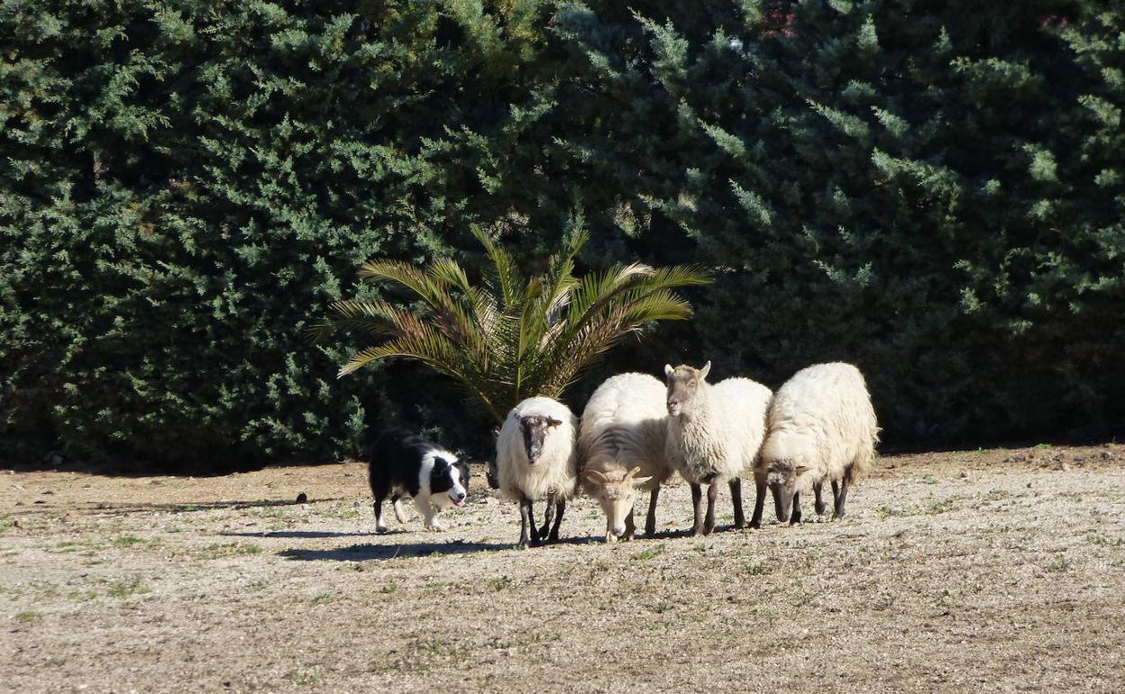 Adiestramiento de perros de pastor 