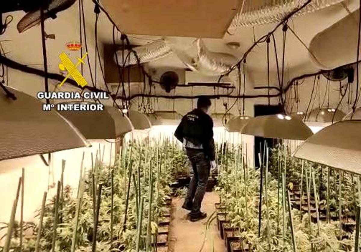 Plantacion de marihuana desmatelada por la Guardia Civil.