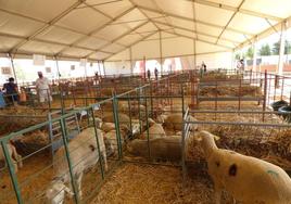 Ganado merino en el rodeo tradicional de Castuera