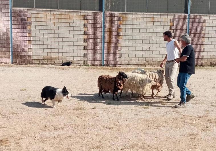 La Escuela de Pastores de Extremadura con sede en Castuera finaliza otro curso de adiestramiento de perro de pastor