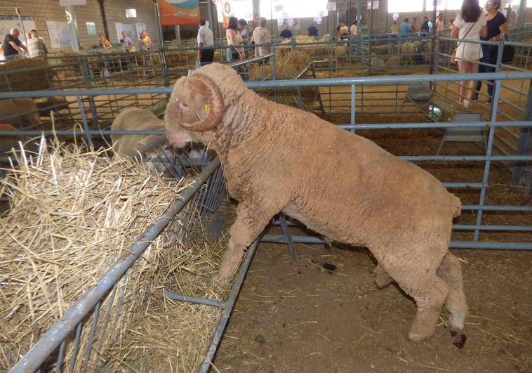 Los concursos morfológicos premian a los mejores ejemplares de ganado ovino selecto