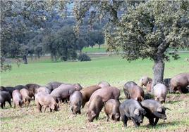 Cerdos ibéricos en la montanera.