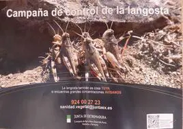 La Junta de Extremadura inicia la campaña oficial para el control de la langosta mediterránea