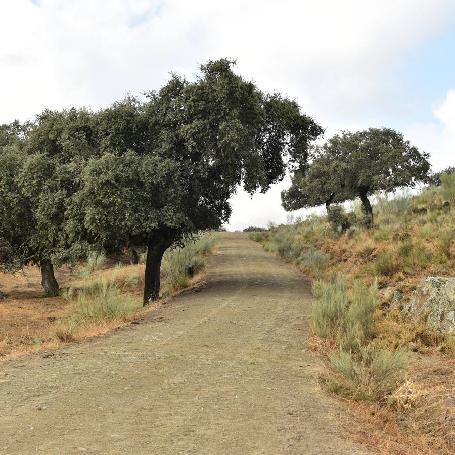 Dehesa de Mínguez