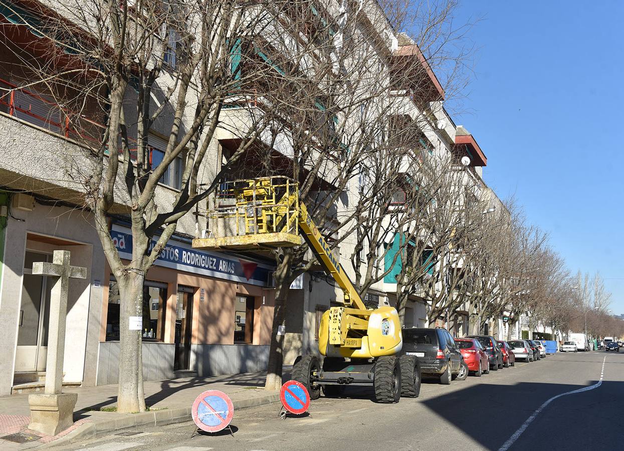 Avenida Alfonso VII donde están realizando labores de poda