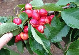 Cerezas en el Valle del Alagón