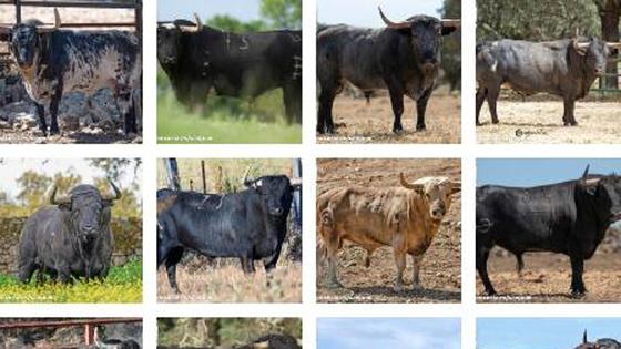Estos son los toros que recorrerán las calles de Coria en San Juan 2023