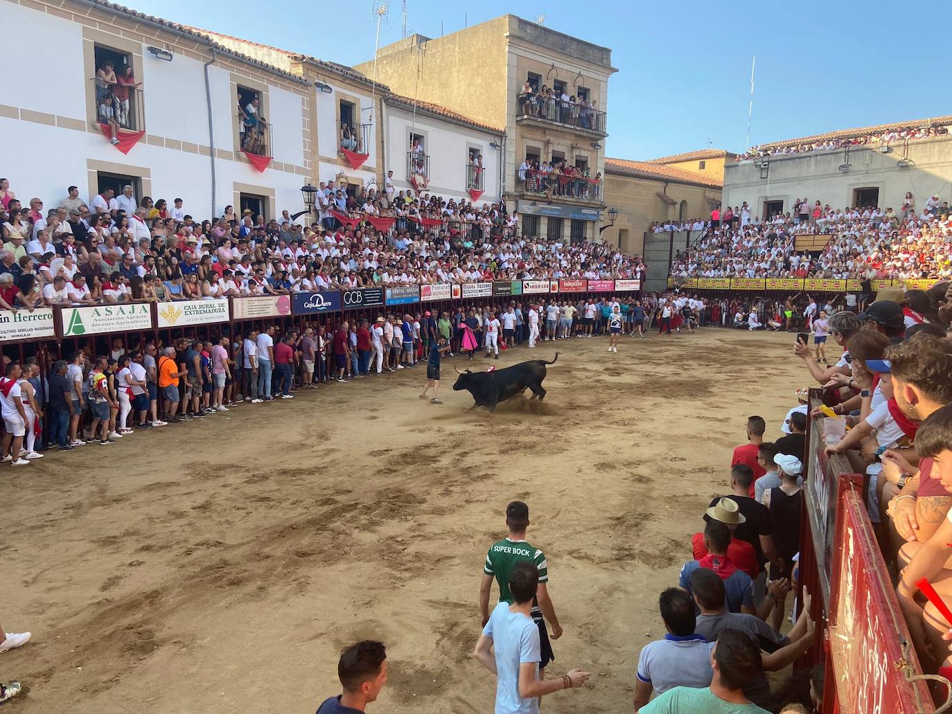 Últimos encierros de los Sanjuanes de Coria, en imágenes
