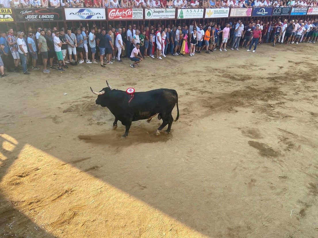 Últimos encierros de los Sanjuanes de Coria, en imágenes