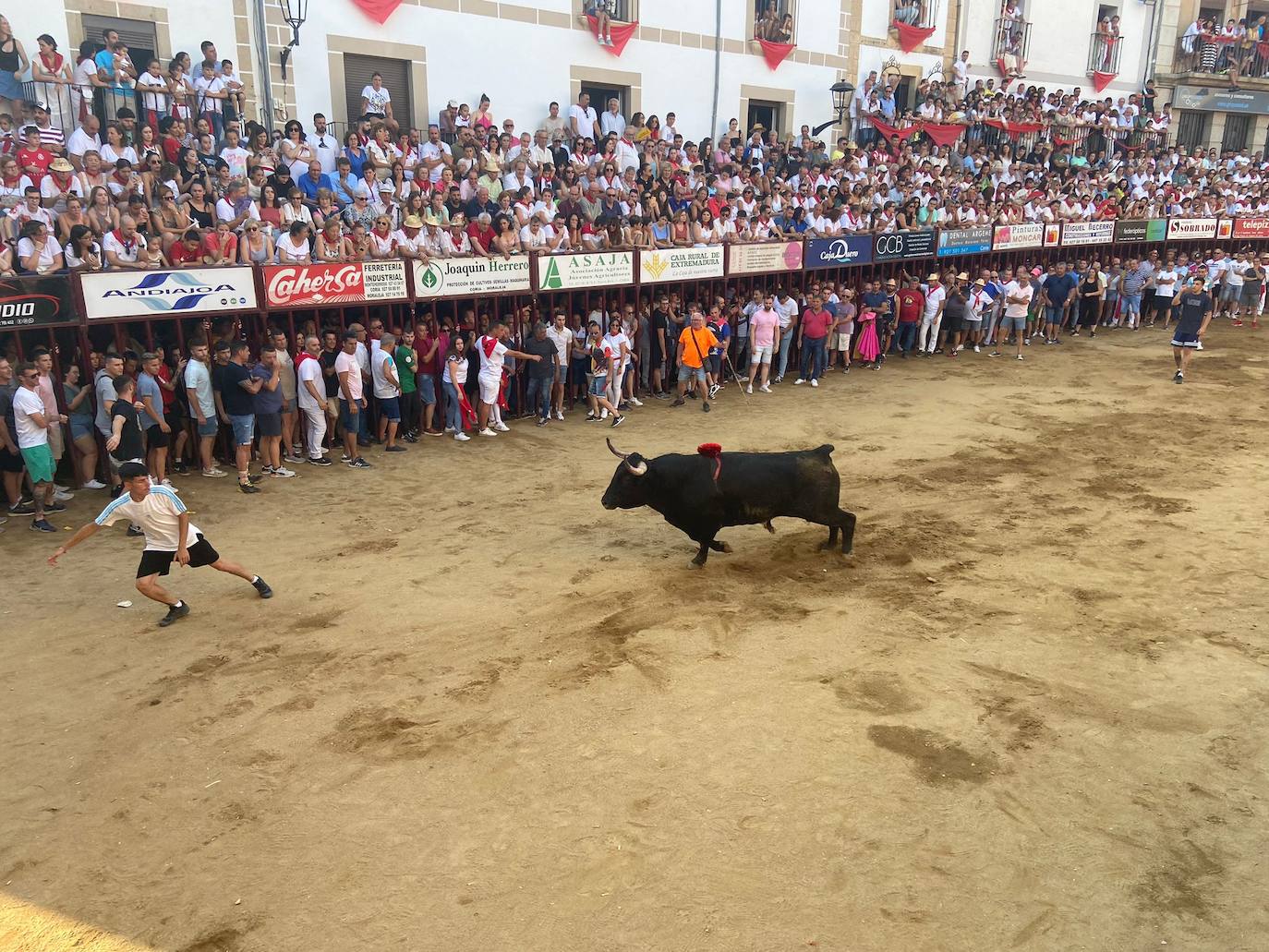 Últimos encierros de los Sanjuanes de Coria, en imágenes